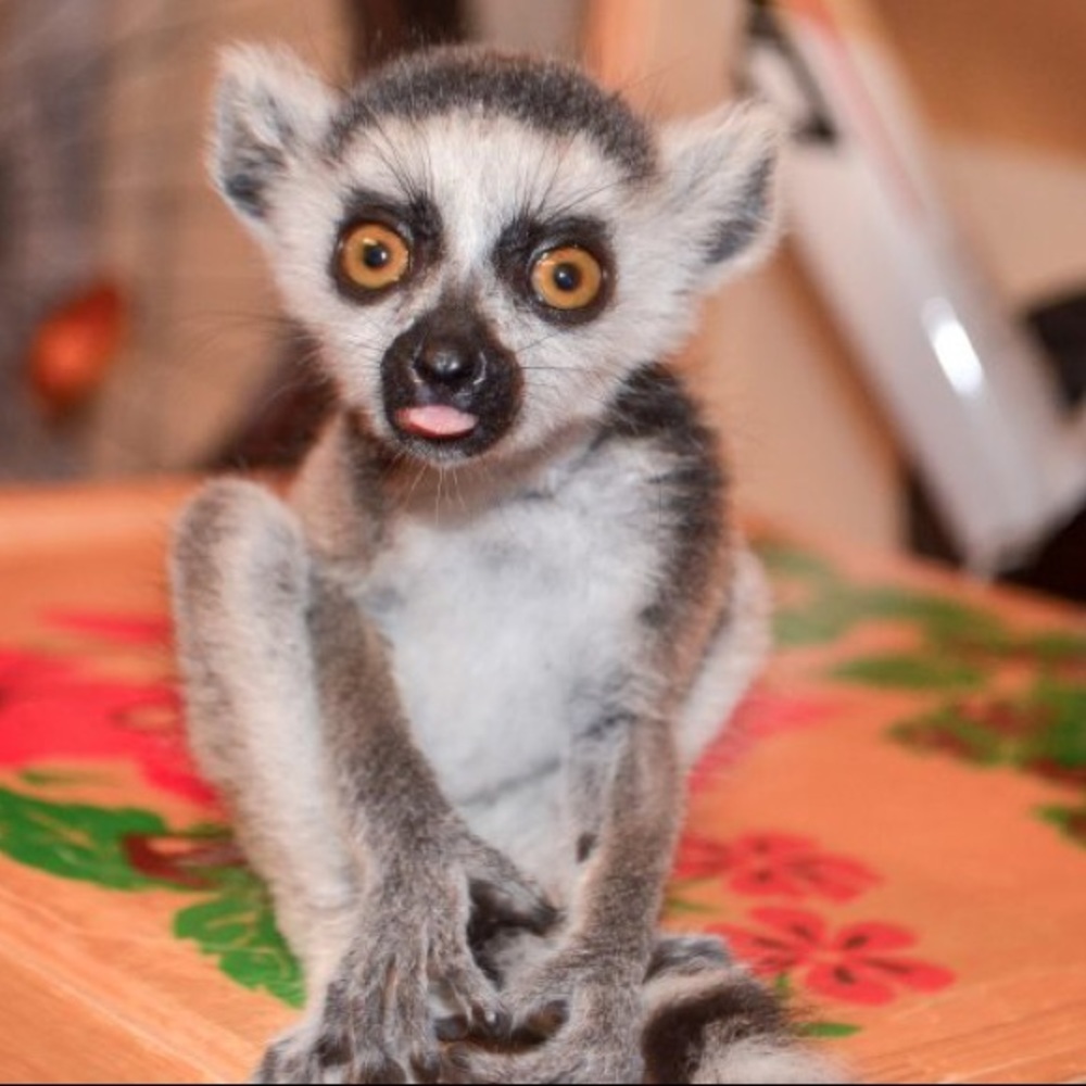 Meet your Posher, Hadley